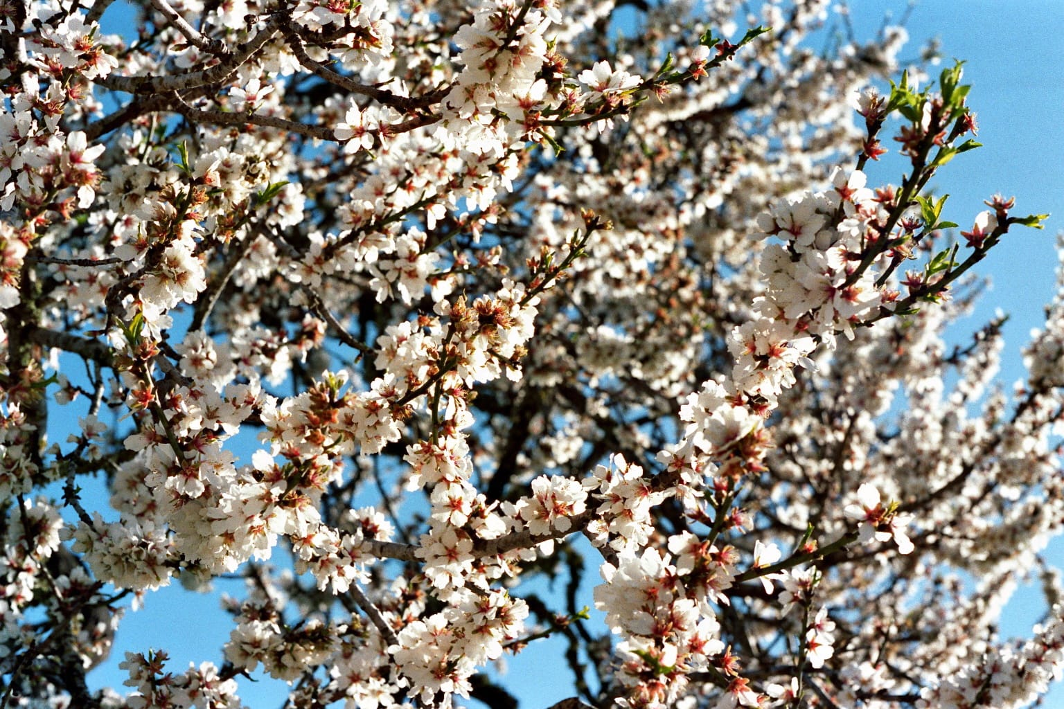 Imatge d'un ametller florit